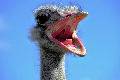 the-ostrich-1658267.jpg